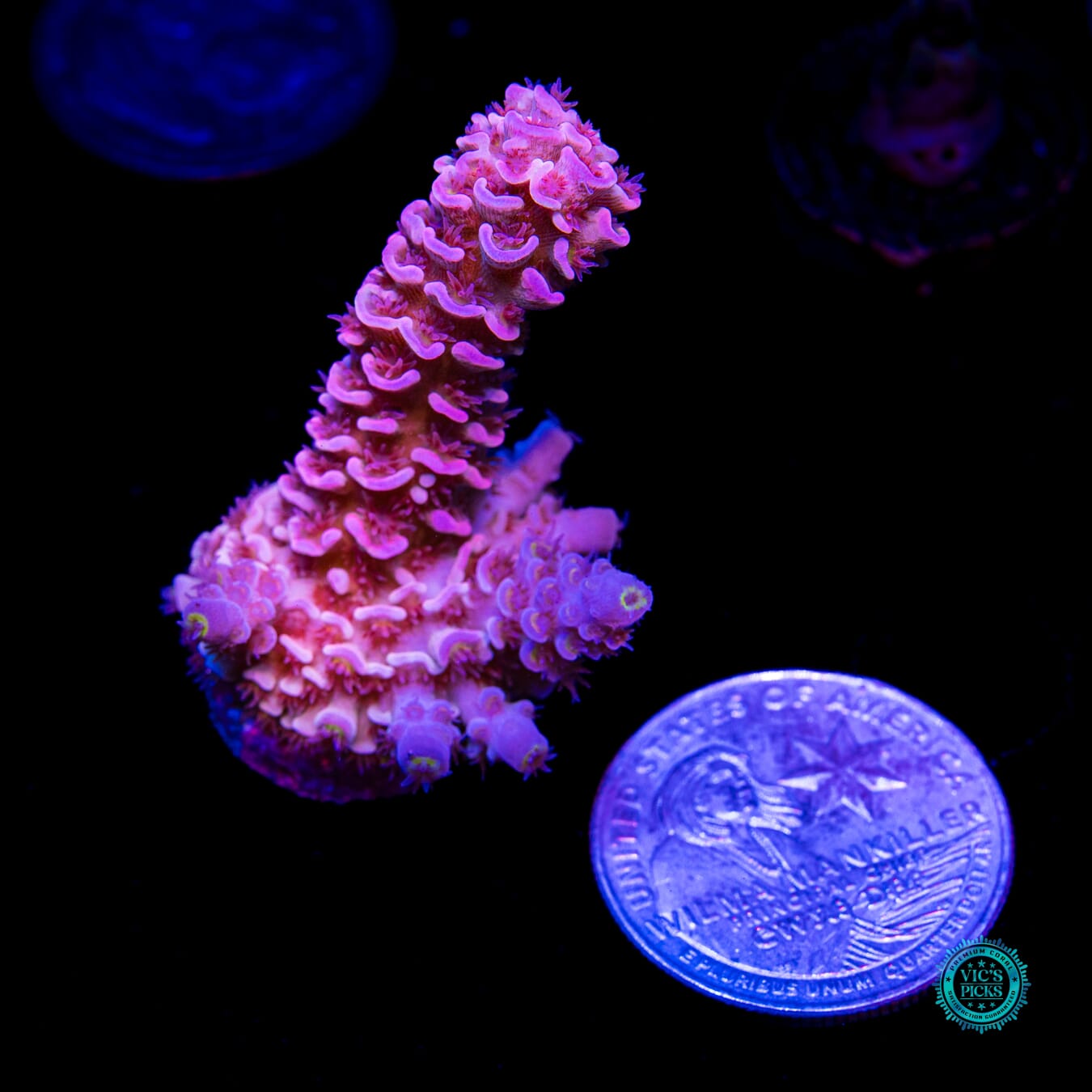 WWC Pink Panther Tenuis Acropora - Daylight Photo