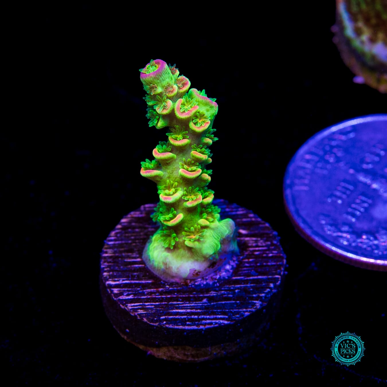 WWC Cash Me Outside Tenuis Acropora - Daylight Photo