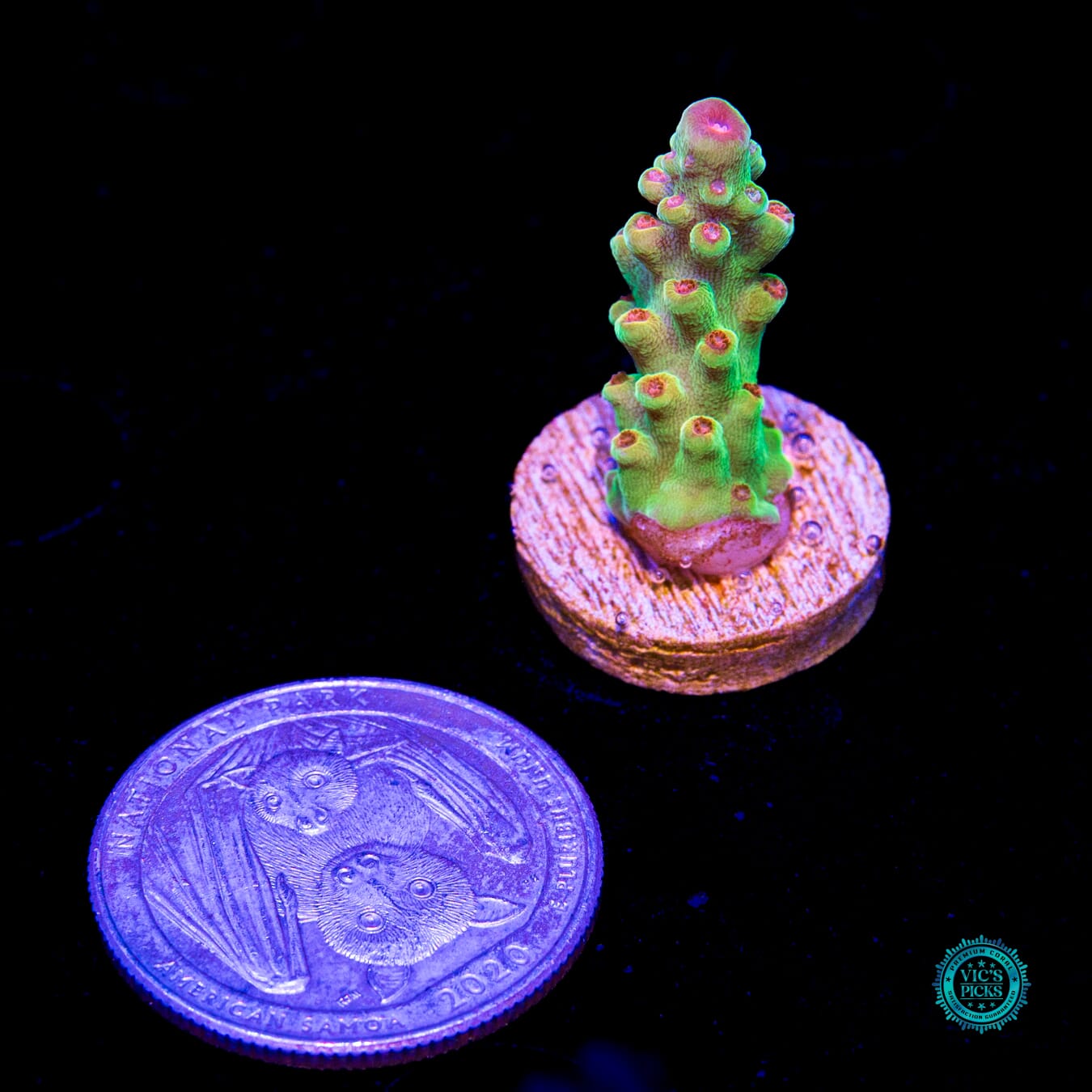 WWC Budgie Smuggler Acropora - Daylight Photo