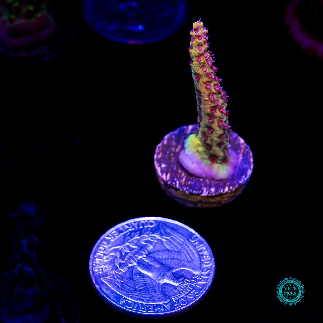 Tyree Pink Lemonade Acropora - Daylight Photo