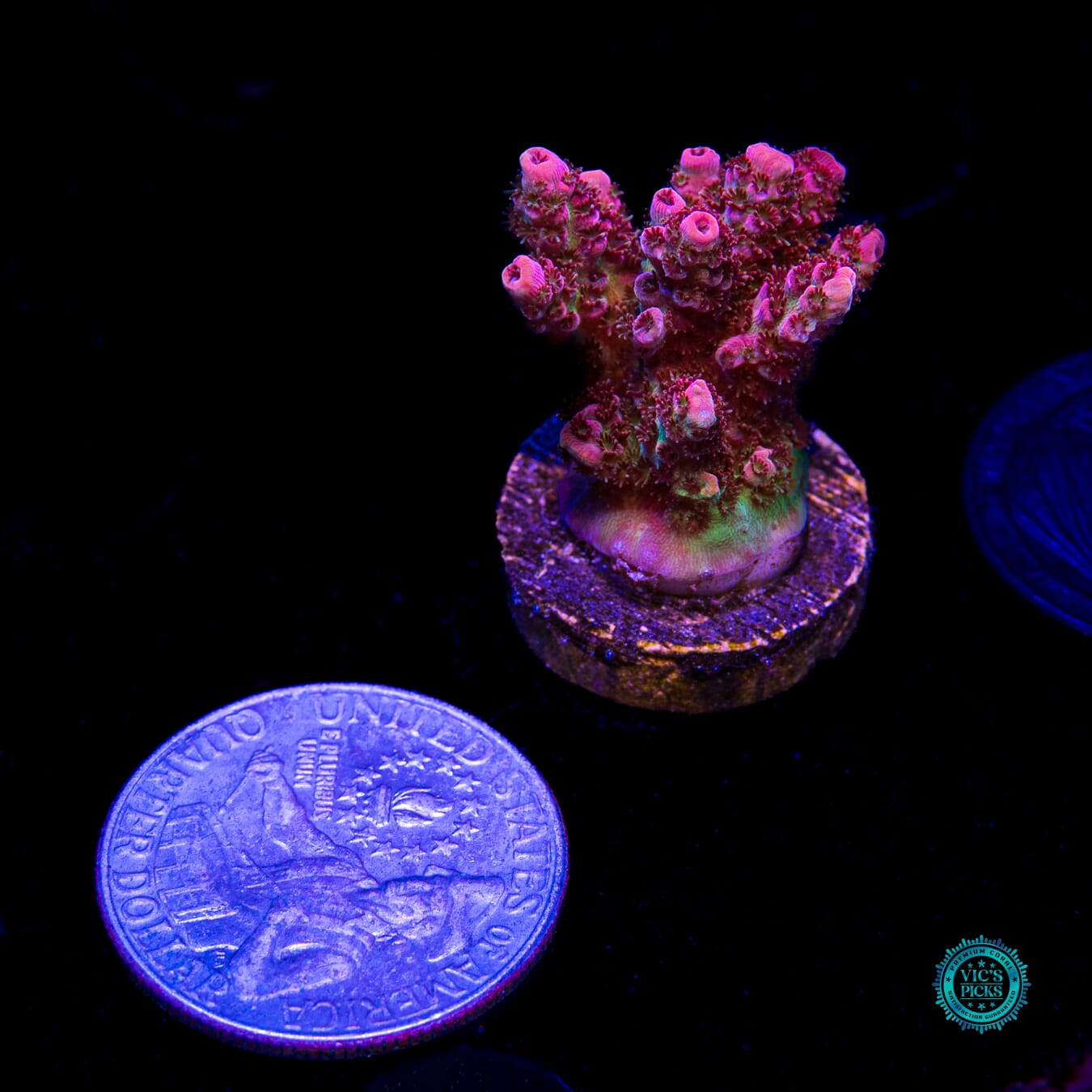 WWC Jello Shot Acropora - Daylight Photo