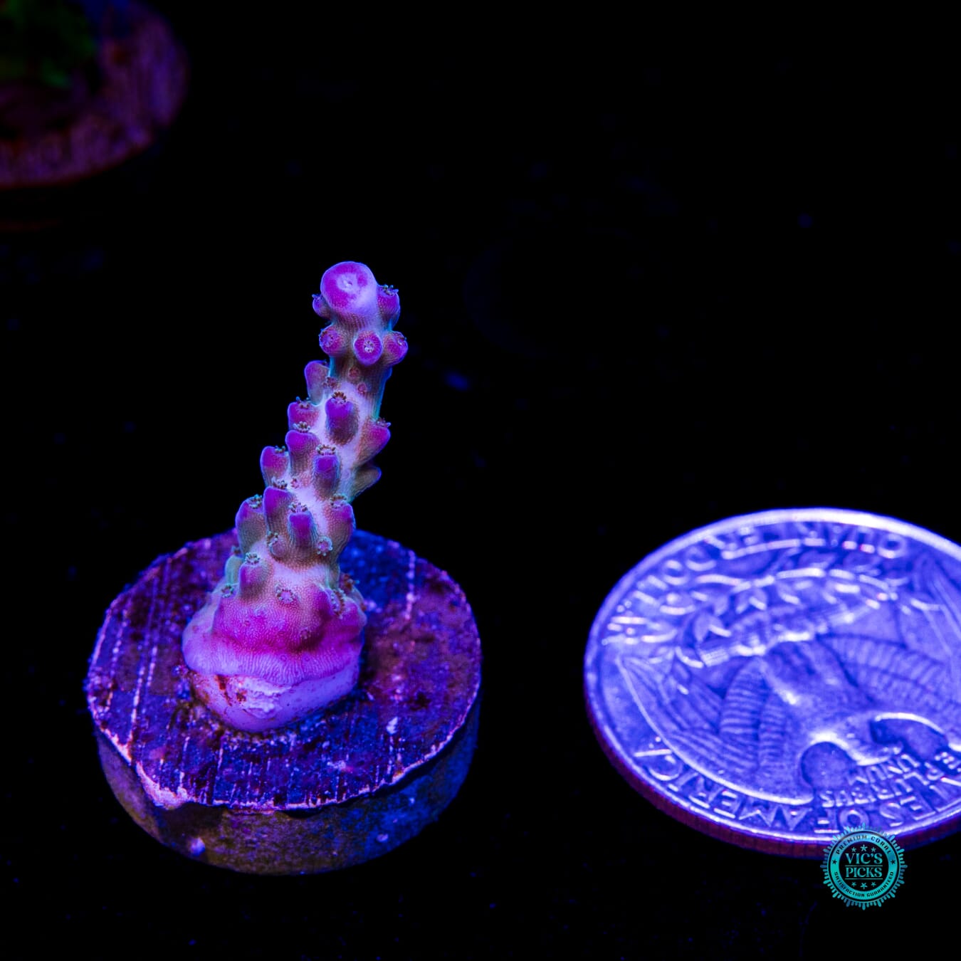 ORA Pearlberry Acropora - Daylight Photo