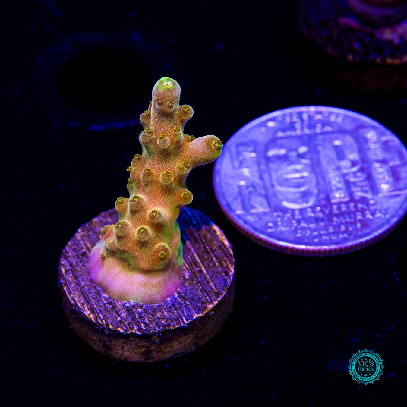WWC Do the Dew Acropora - Daylight Photo