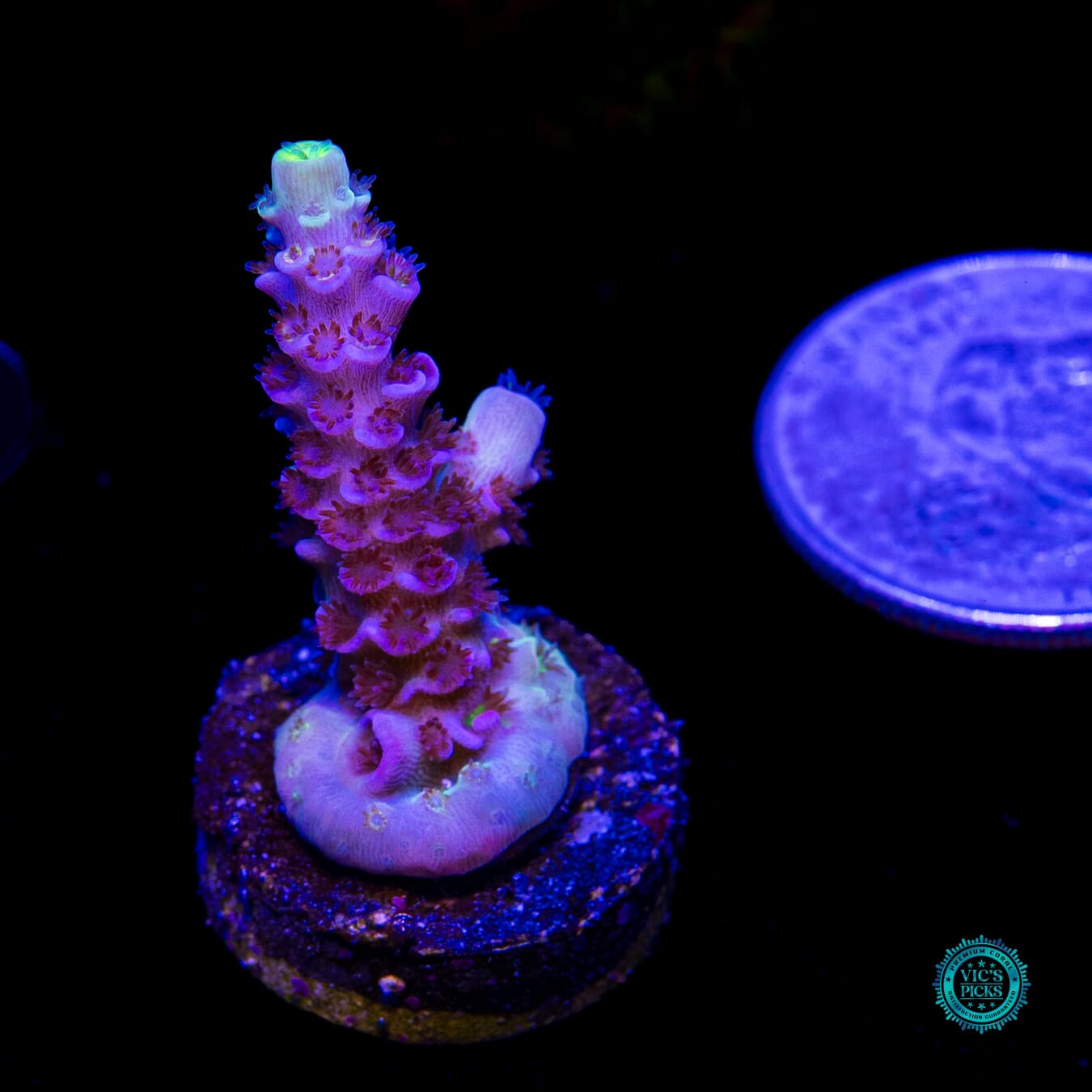 WWC Shadow Flash Tenuis Acropora - Daylight Photo