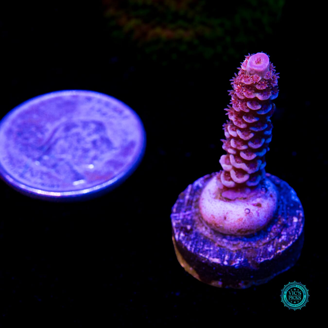 WWC Sex Panther Tenuis Acropora - Daylight Photo