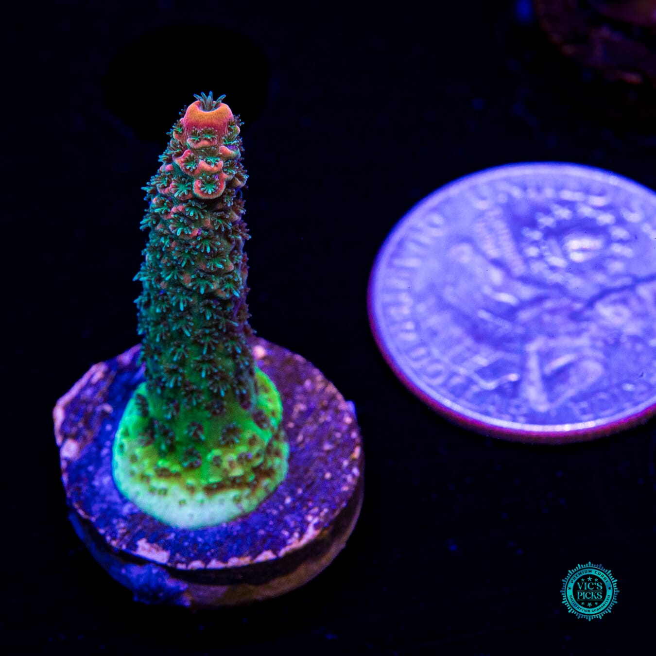 WWC Ding Dang Millepora Acropora - Daylight Photo