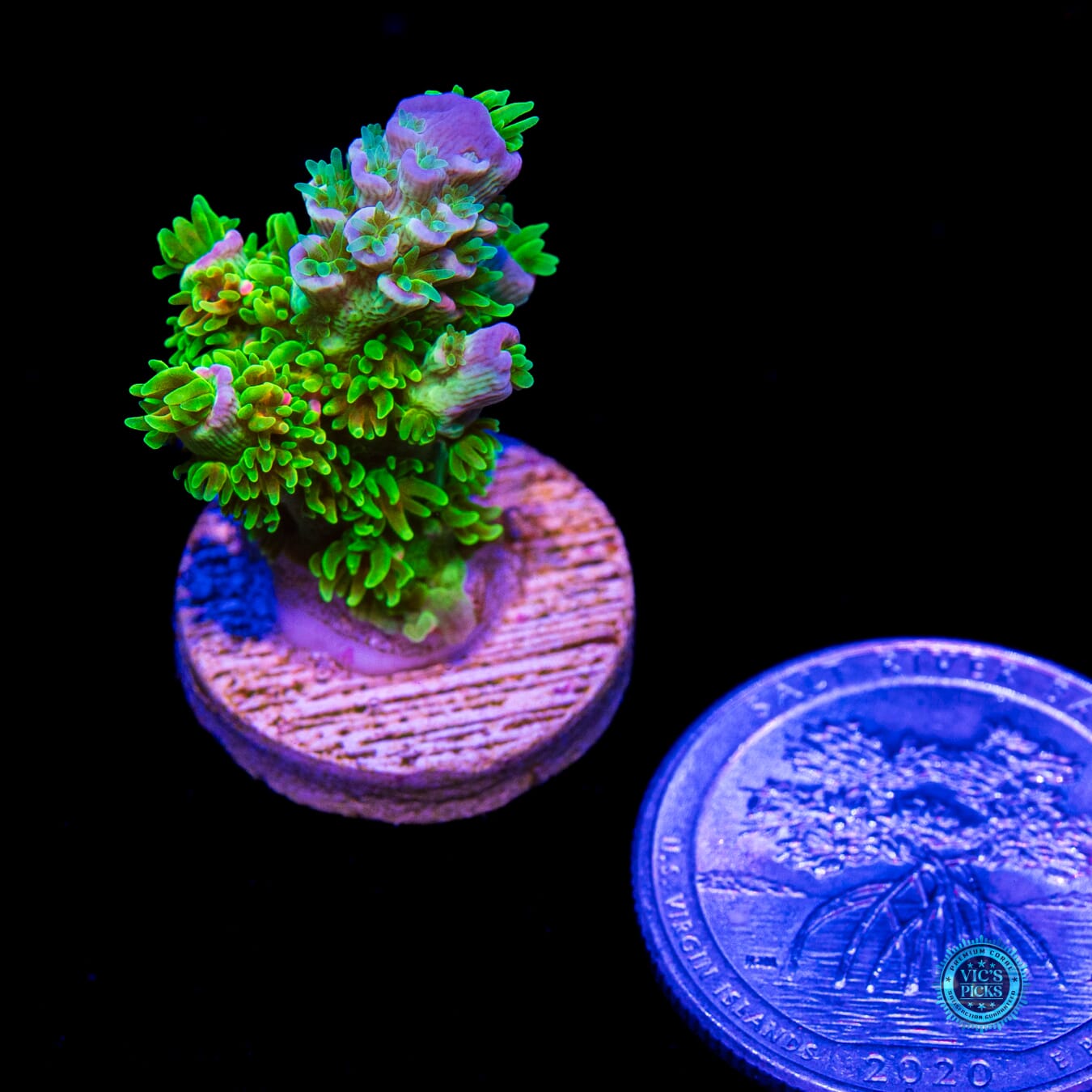 Jason Fox Homewrecker Tenuis Acropora - Daylight Photo