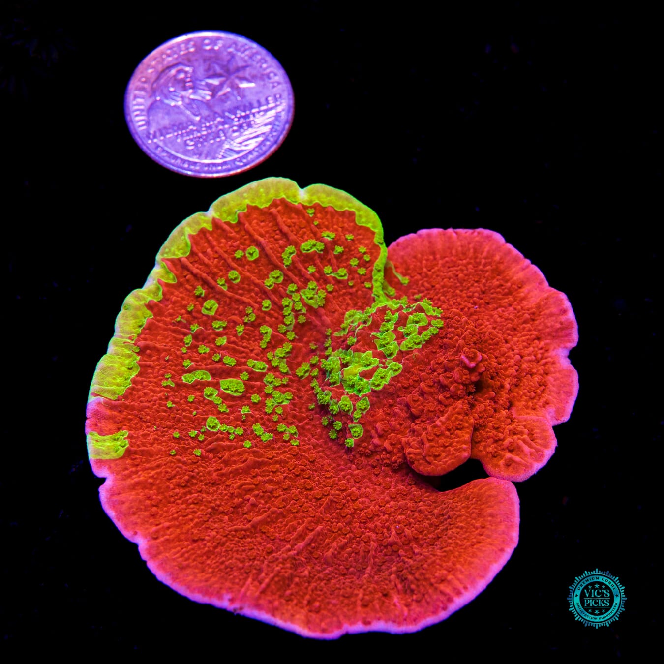 WWC Jaw Breaker Grafted Montipora - Daylight Photo