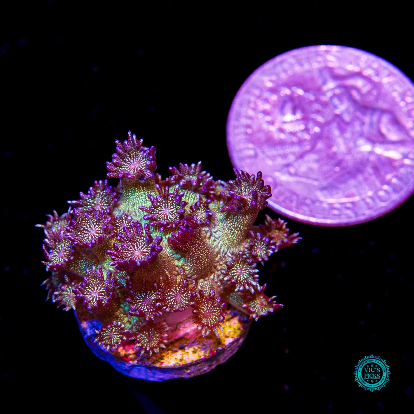 WWC Super Nova Glitter Goniopora - Daylight Photo