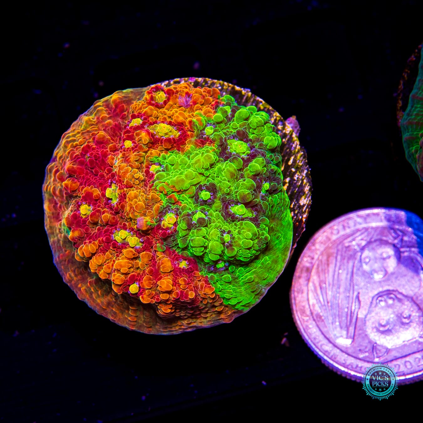 Reefco Taste of Rainbow Chalice - Daylight Photo