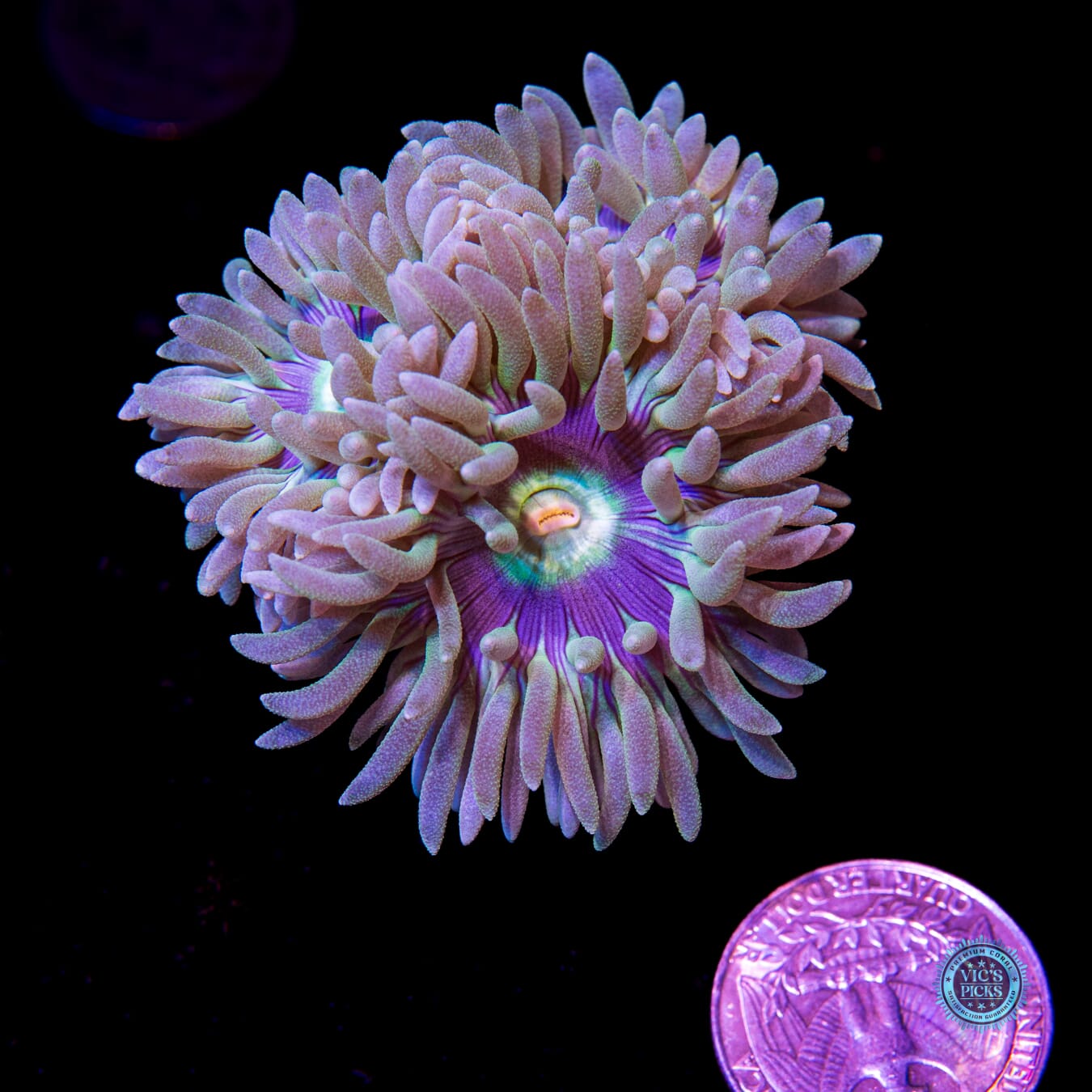 WWC Sapphire Halo Duncan - Daylight Photo