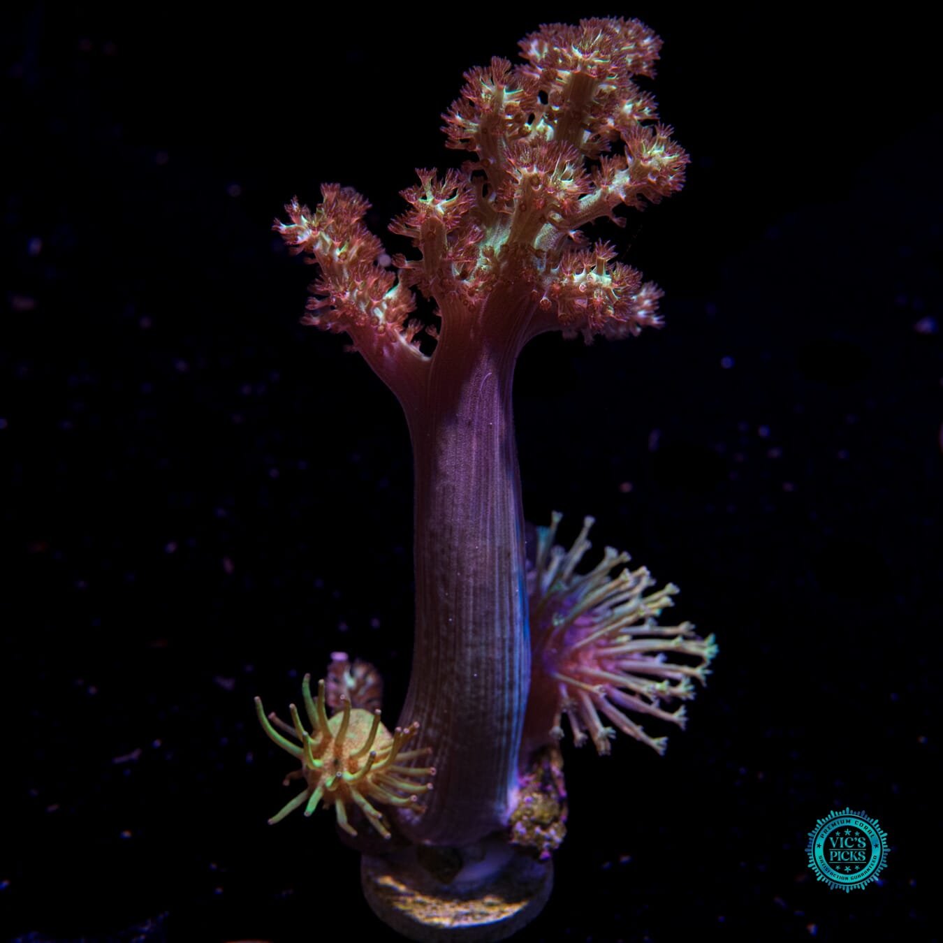 Weeping Willow and Long Polyp Toadstool, & Solomon Hairy Combo Leather - Daylight Photo
