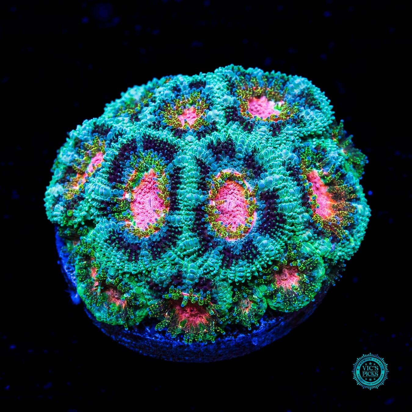 WWC Clownface Micromussa - Actinic Photo