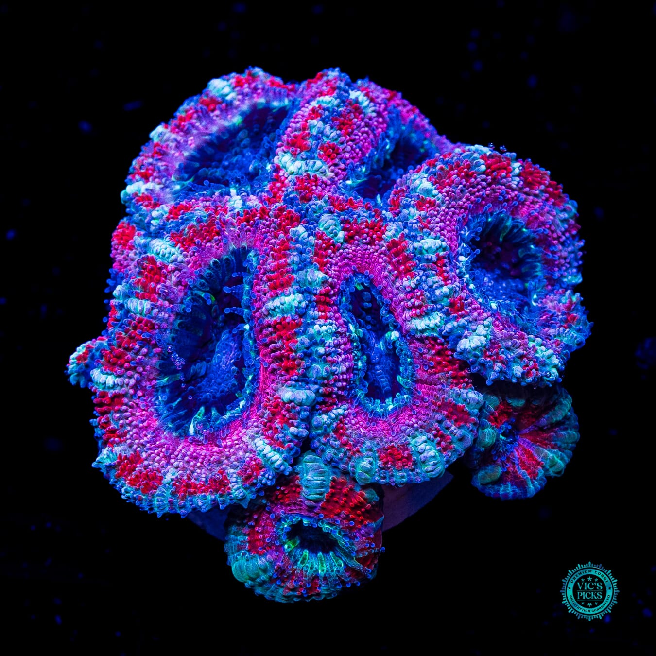 Cotton Candy Aussie Lord - Actinic Photo