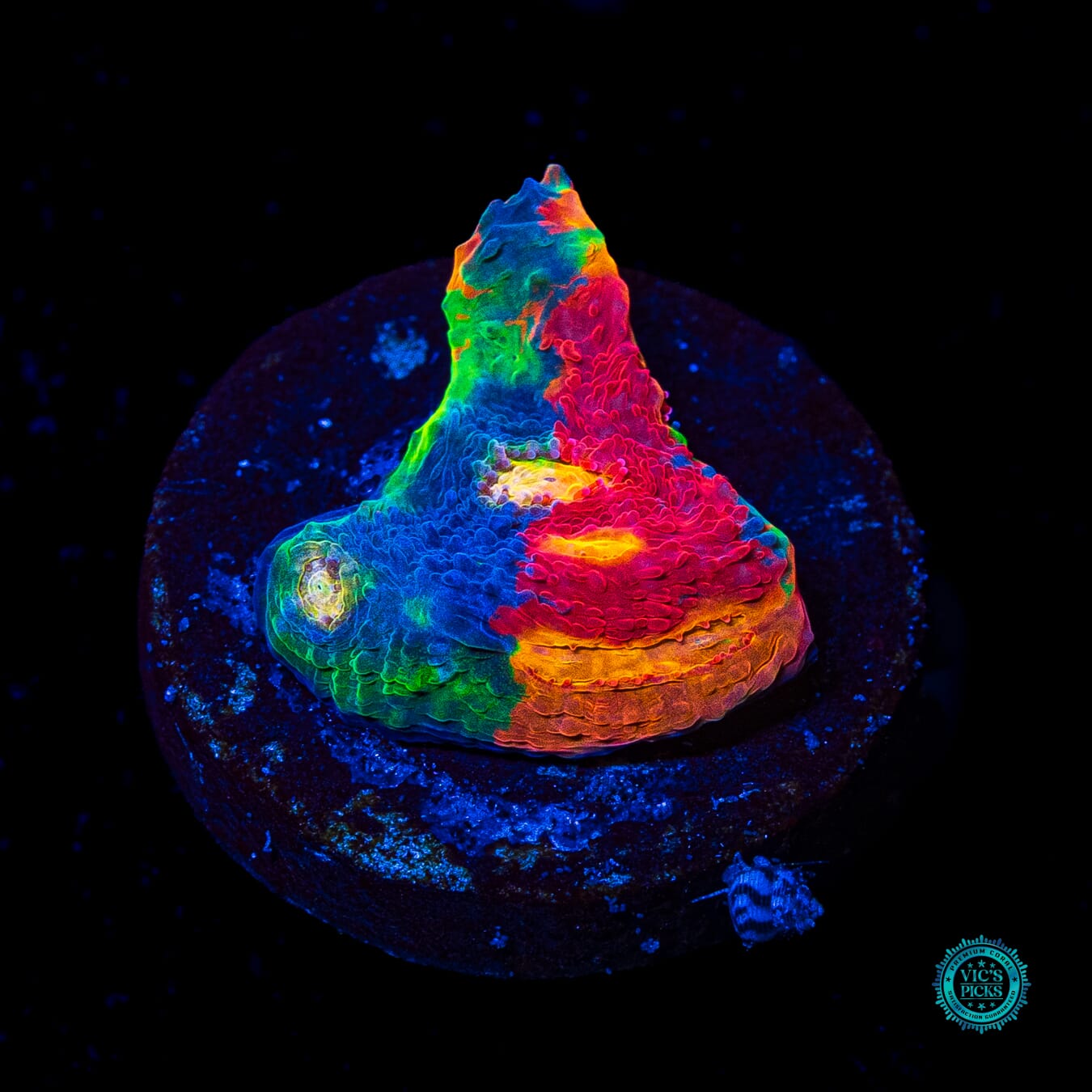 WWC Supa Fly Rainbow Chalice - Actinic Photo