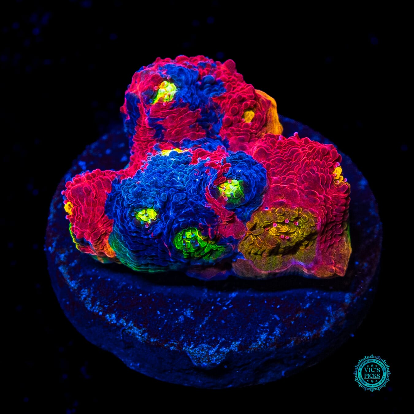 WWC Infinity Gauntlet Rainbow Chalice - Actinic Photo