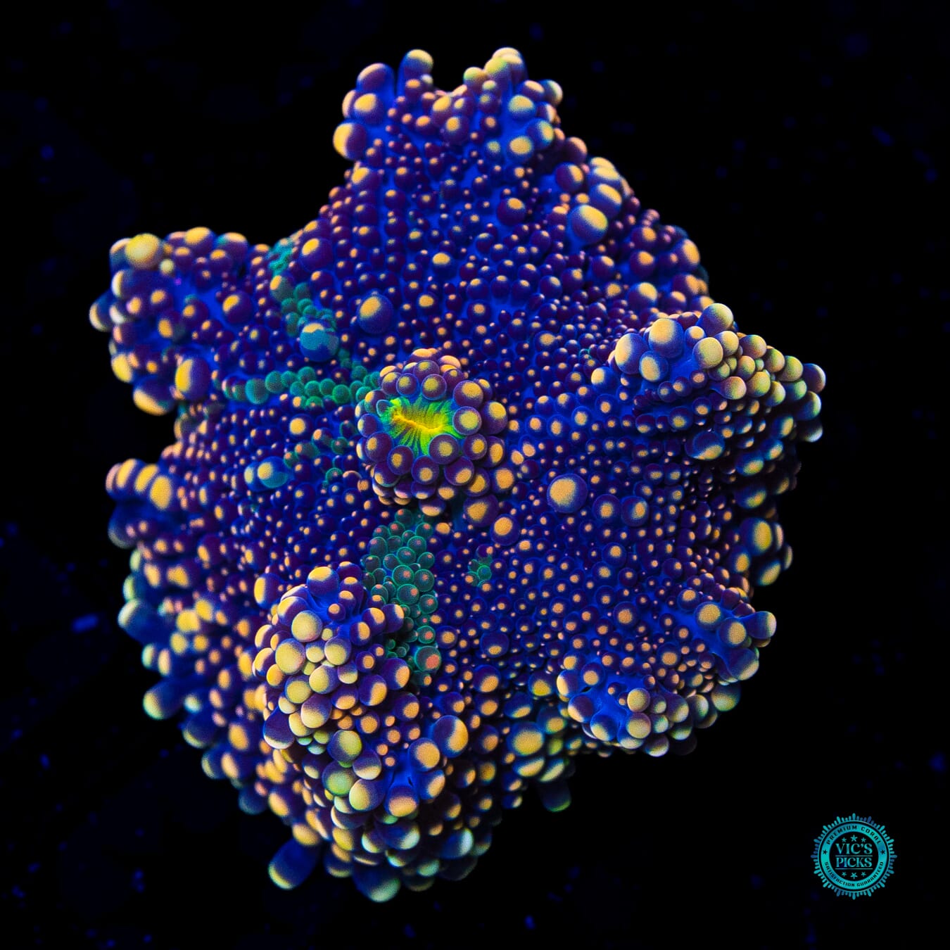 Gold Flake Yuma Mushroom - Actinic Photo
