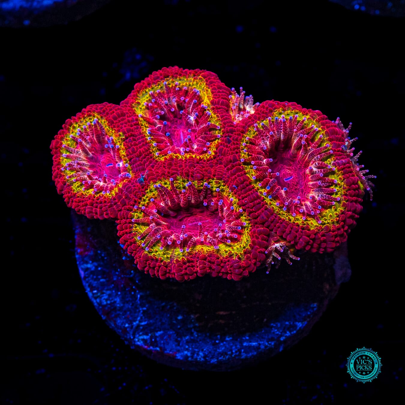 Iron Rings Aussie Lord - Actinic Photo