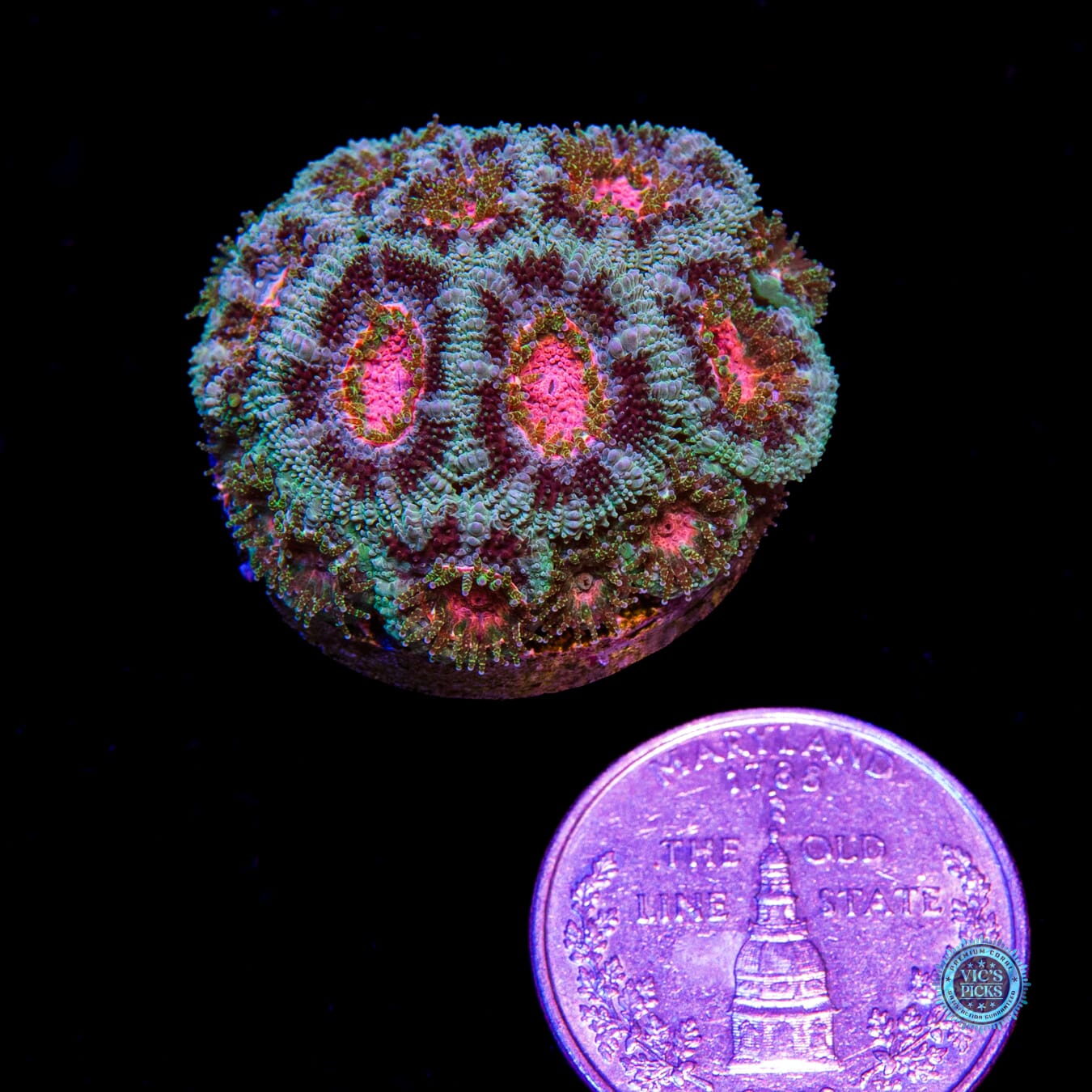 WWC Clownface Micromussa - Daylight Photo