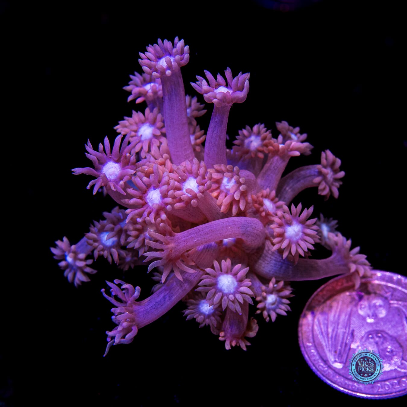 WWC Sixteen Candles Goniopora - Daylight Photo