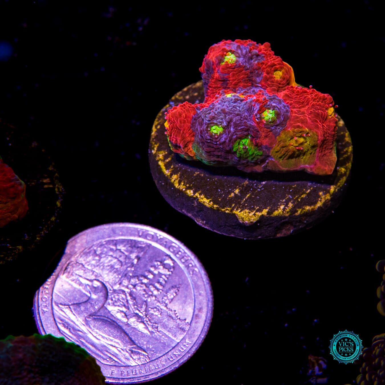 WWC Infinity Gauntlet Rainbow Chalice - Daylight Photo