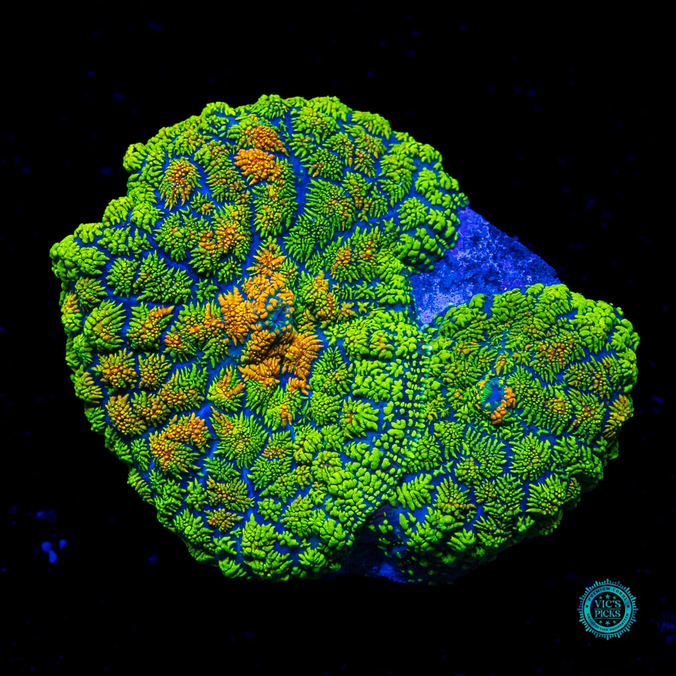 Icarus Rhodactis Mushroom - Actinic Photo