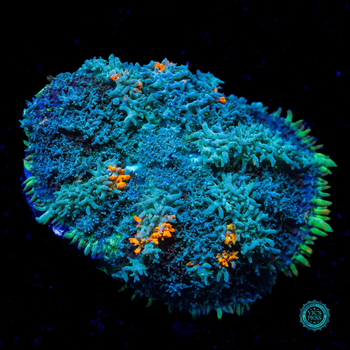 Moon Phaser Rhodactis Mushroom - Actinic Photo