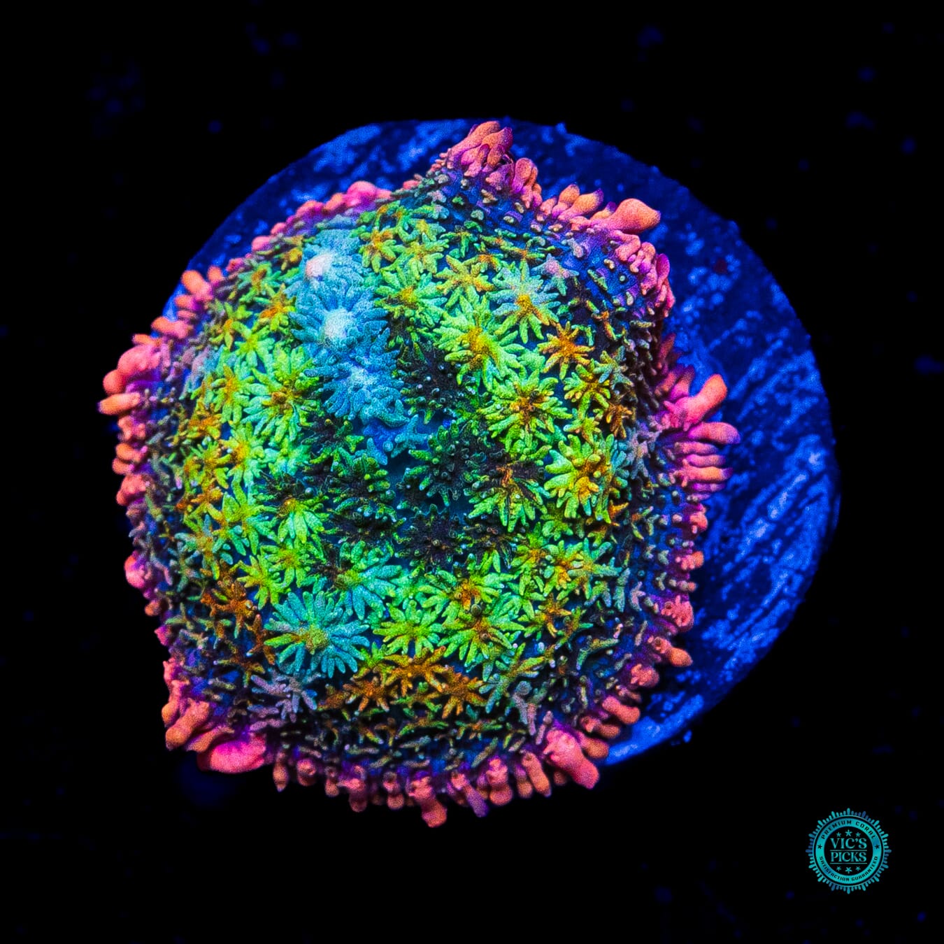 WWC Paradise Cove Carpet Mushroom - Actinic Photo