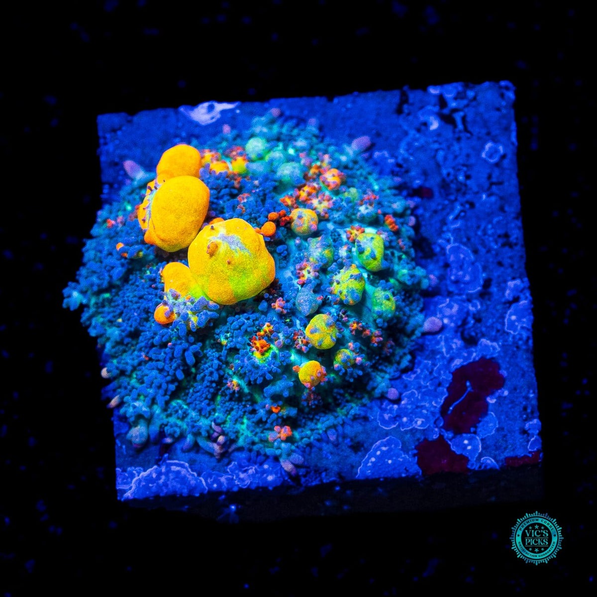 WWC OG Bounce Mushroom - Actinic Photo