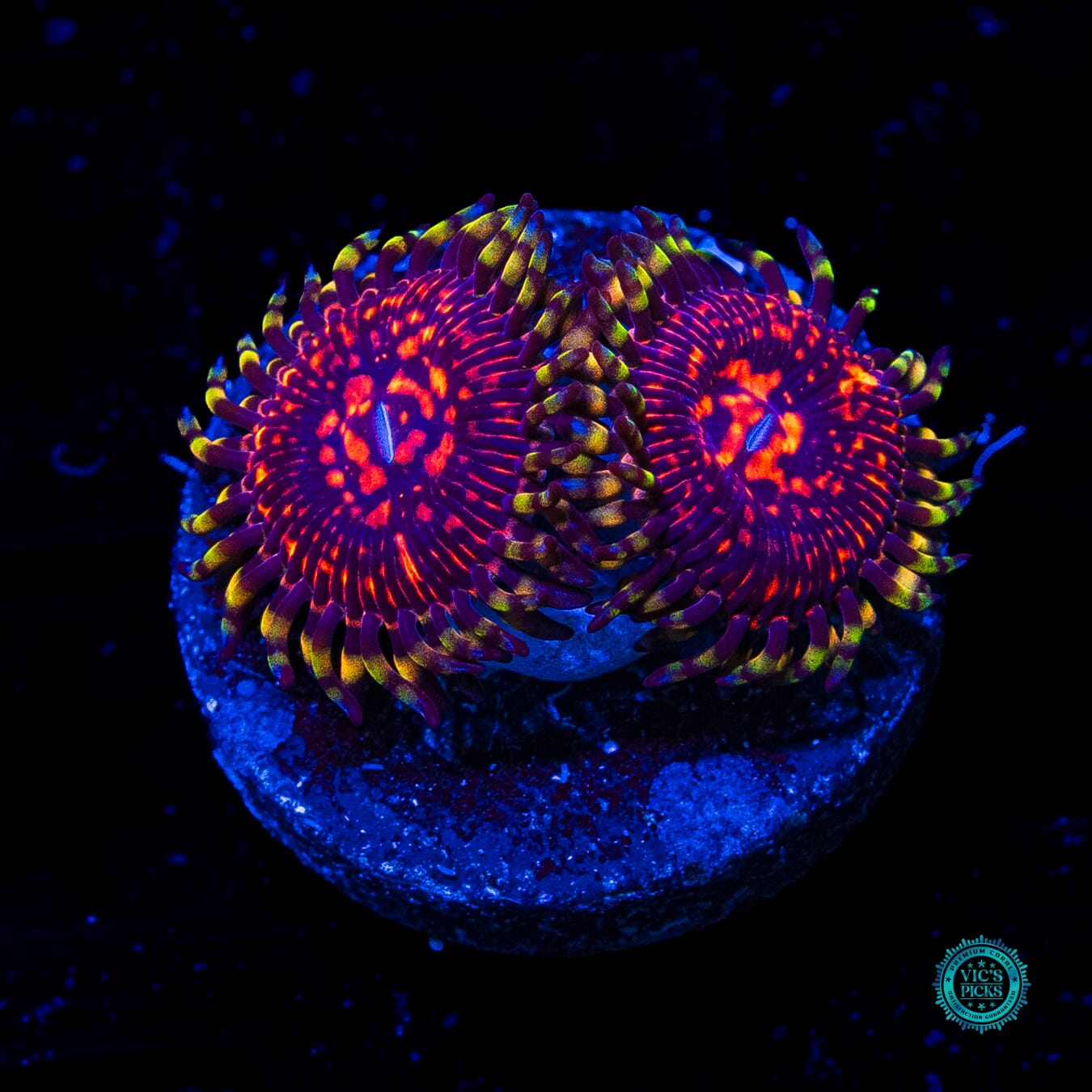 CC Flaming Brohican Zoanthids - Actinic Photo