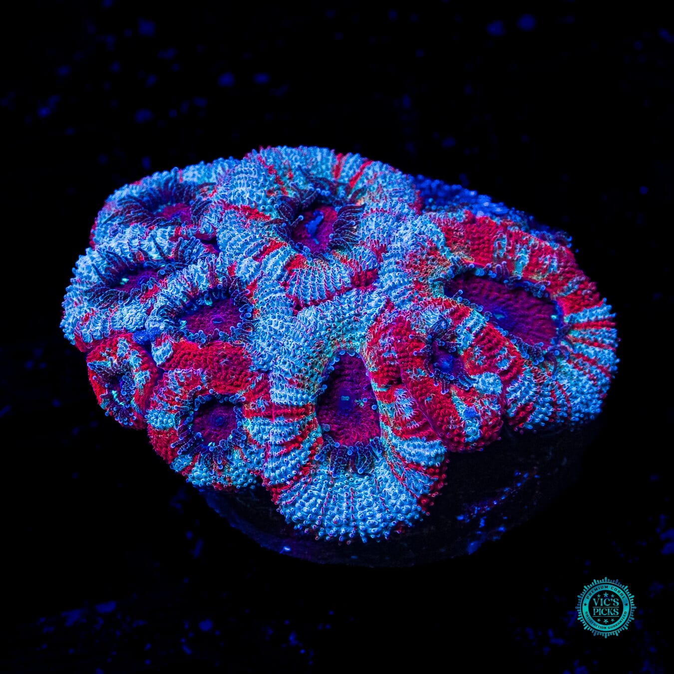 Mixed Berry Smoothie Aussie Lord - Actinic Photo