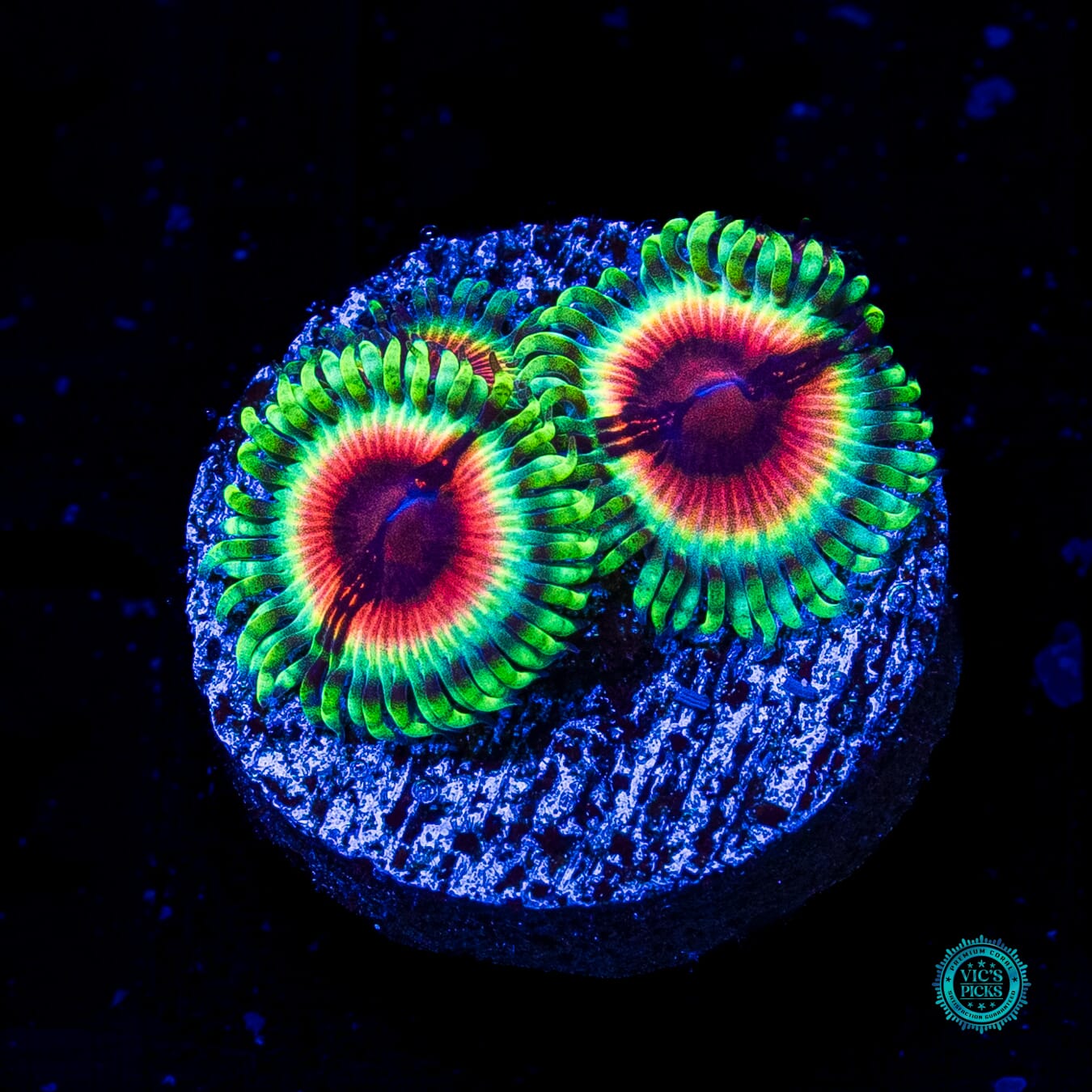 Jason Fox Bloodshot Zoanthids - Actinic Photo