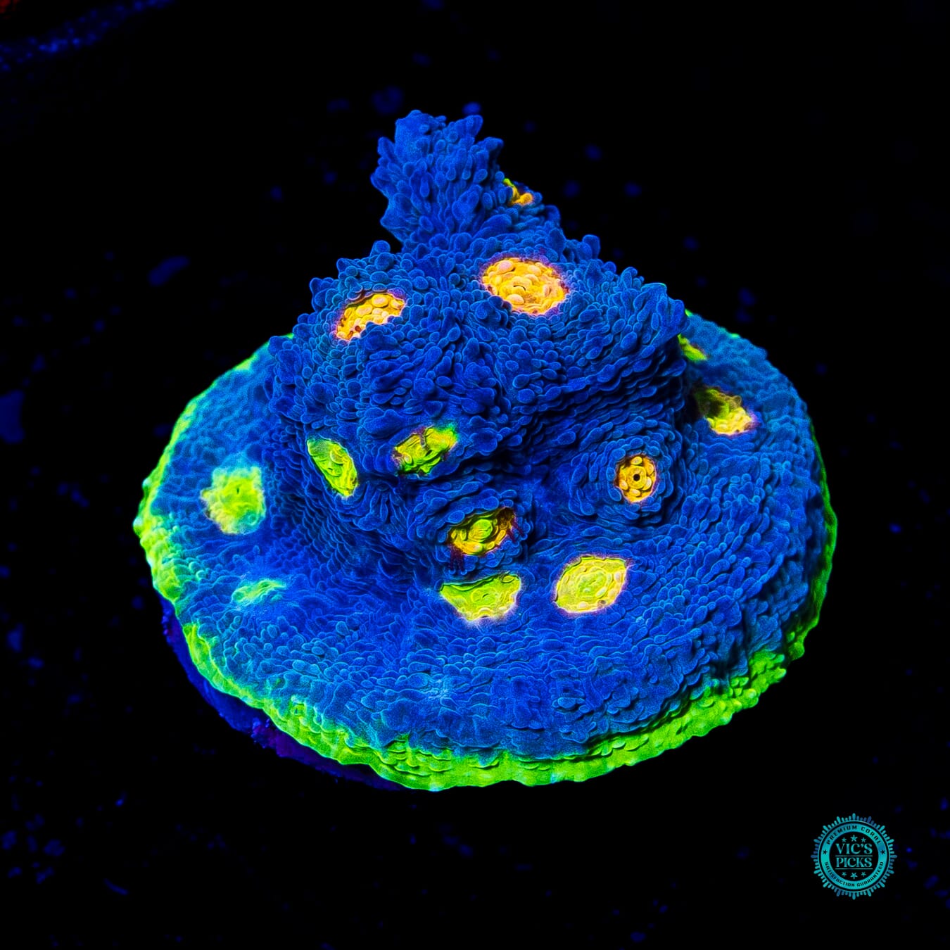 WWC Deja Blue Rainbow Chalice - Actinic Photo