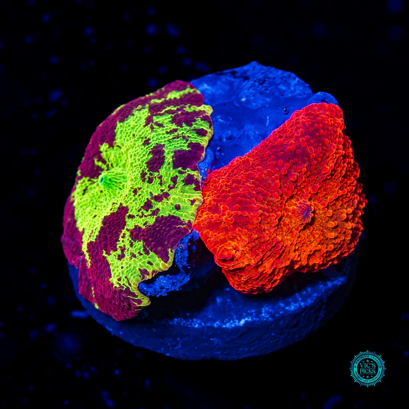 Jaw Breaker and Ultra Red Hot Disco Combo Mushroom - Actinic Photo