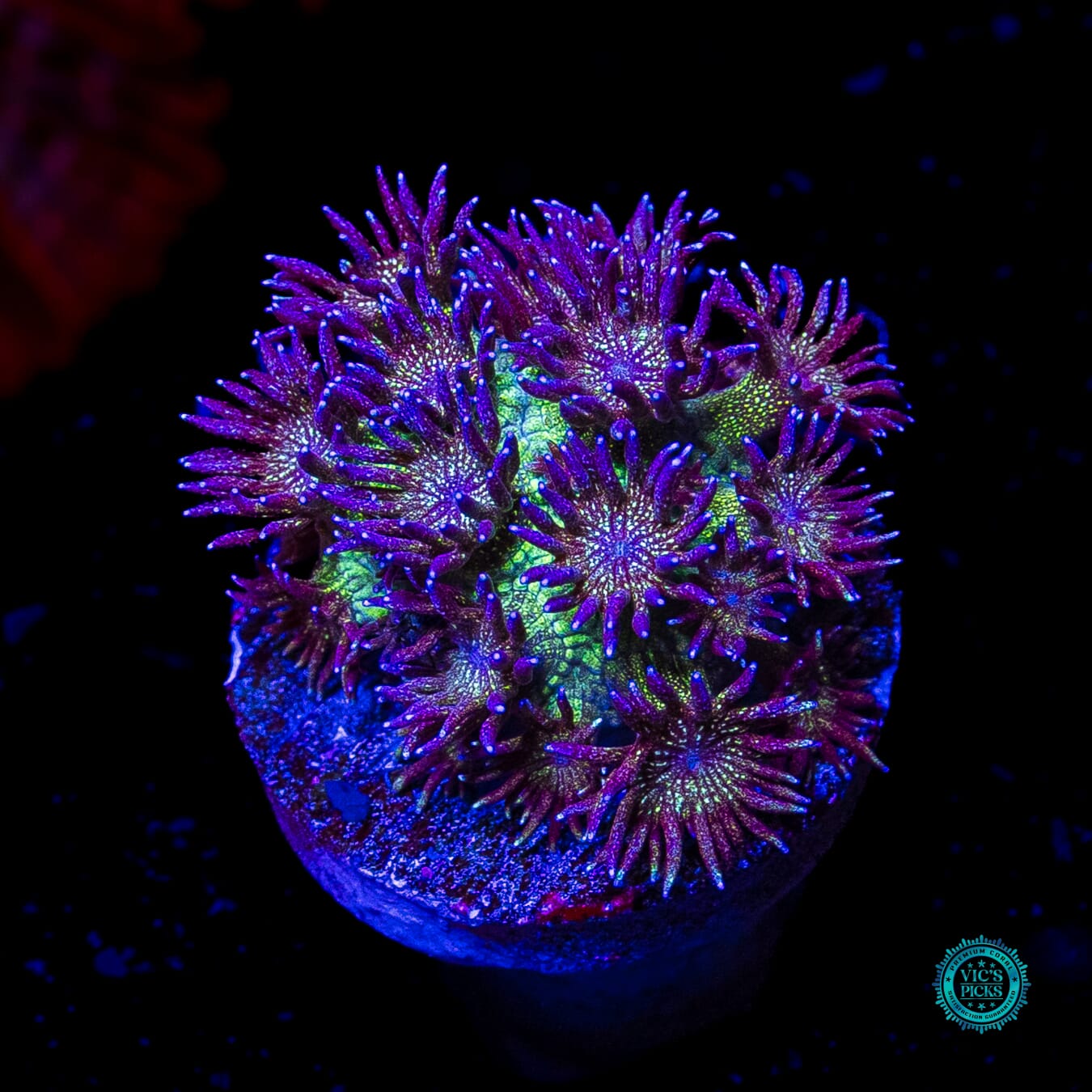 WWC Super Nova Glitter Goniopora - Actinic Photo