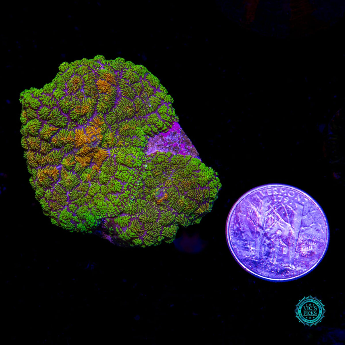 Icarus Rhodactis Mushroom - Daylight Photo