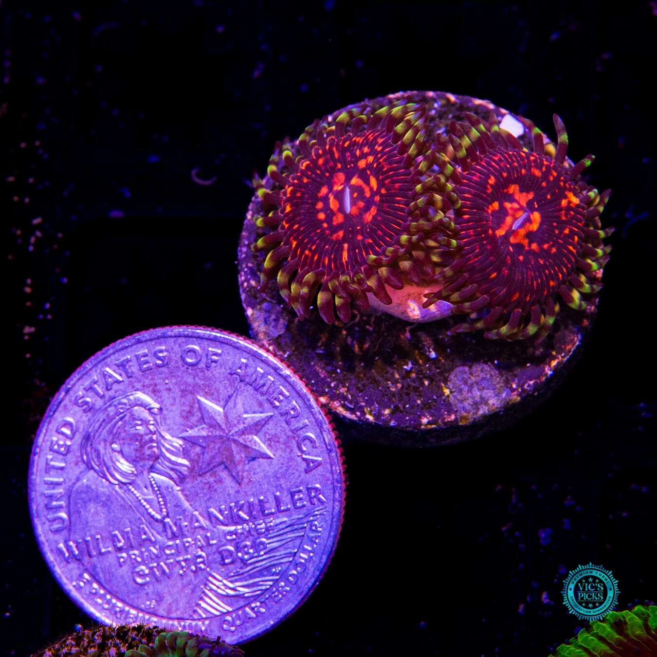 CC Flaming Brohican Zoanthids - Daylight Photo