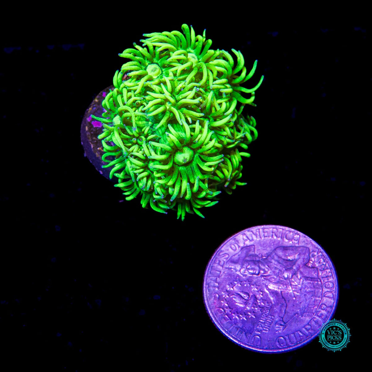 WWC Sky's Neon Freon Goniopora - Daylight Photo
