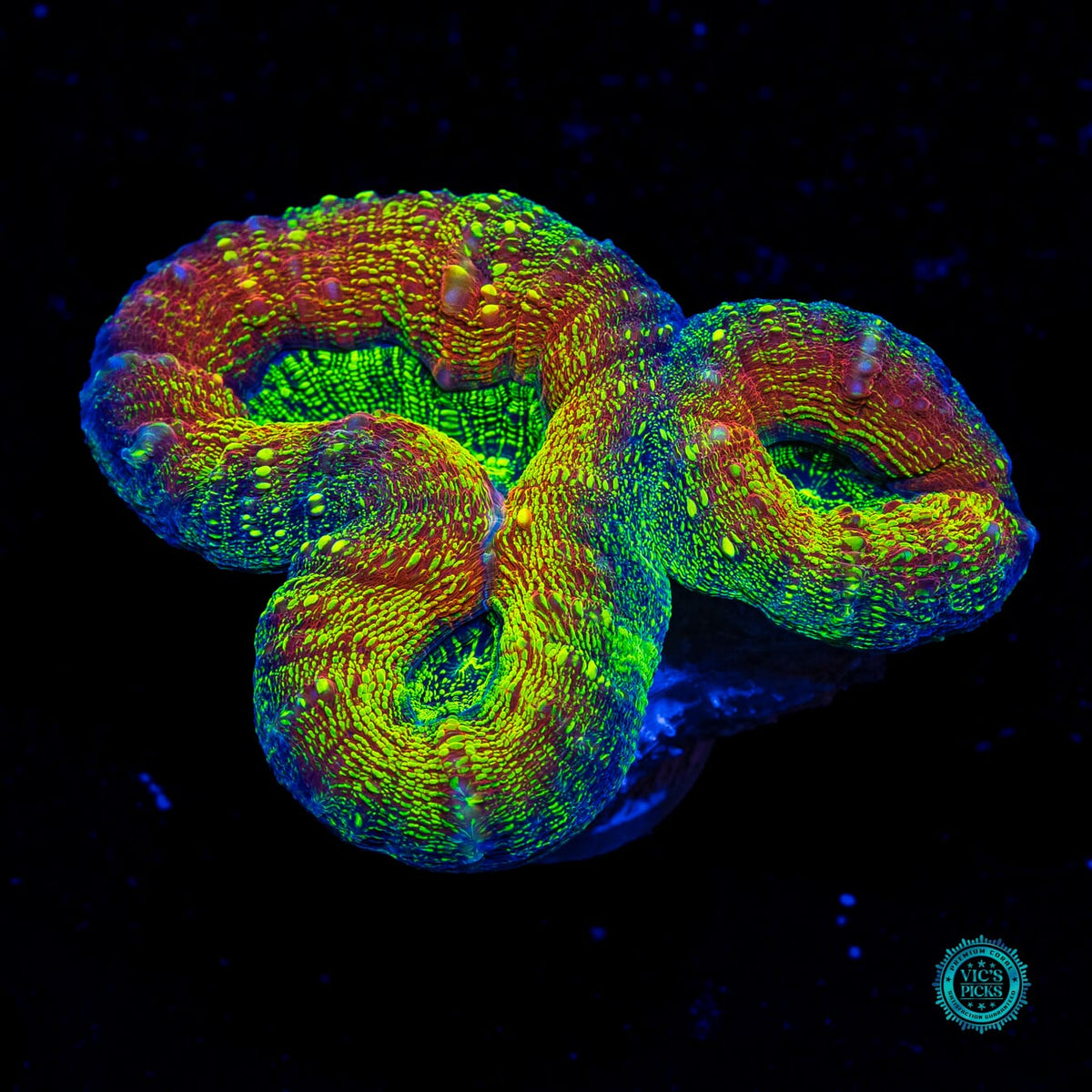 Alien Experiment Lobophyllia - Actinic Photo
