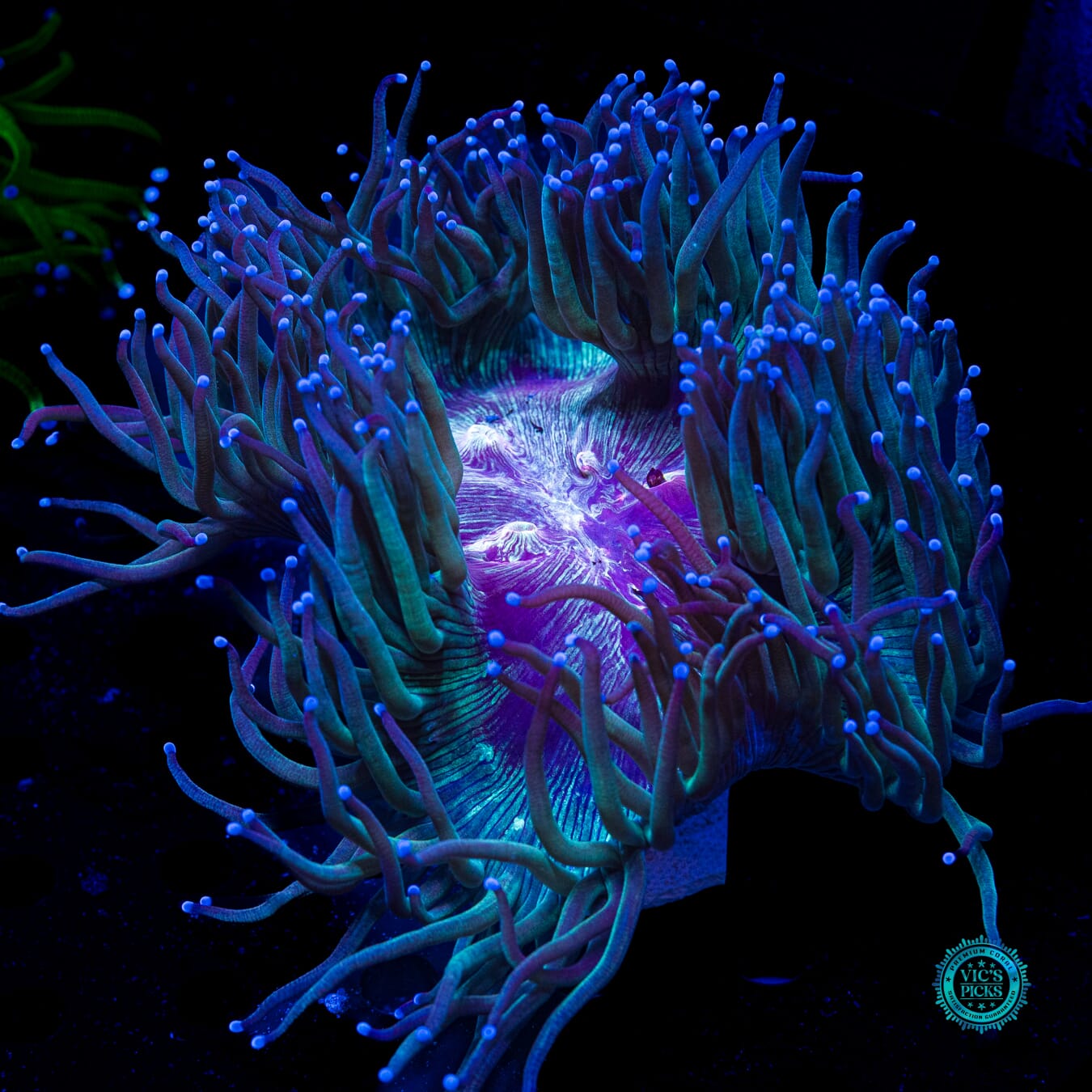 Bloodbath Elegance - Actinic Photo