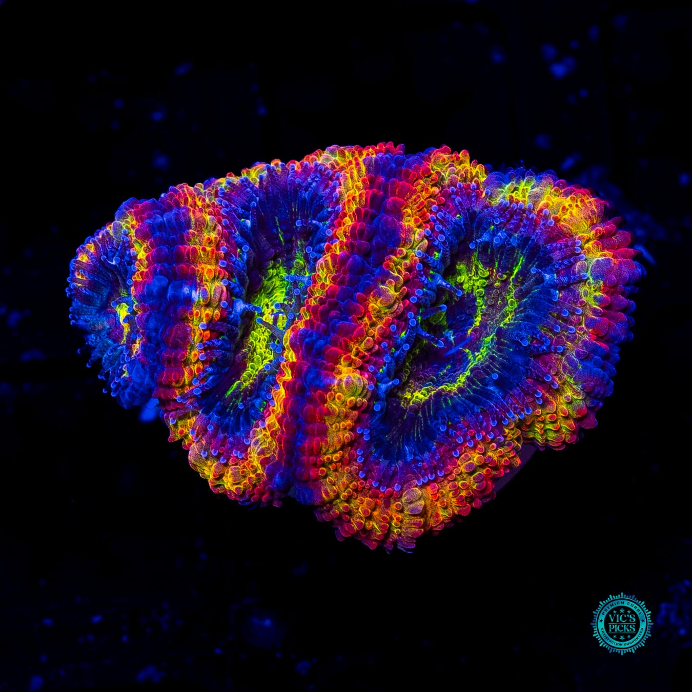 Lucky Charms Aussie Lord - Actinic Photo