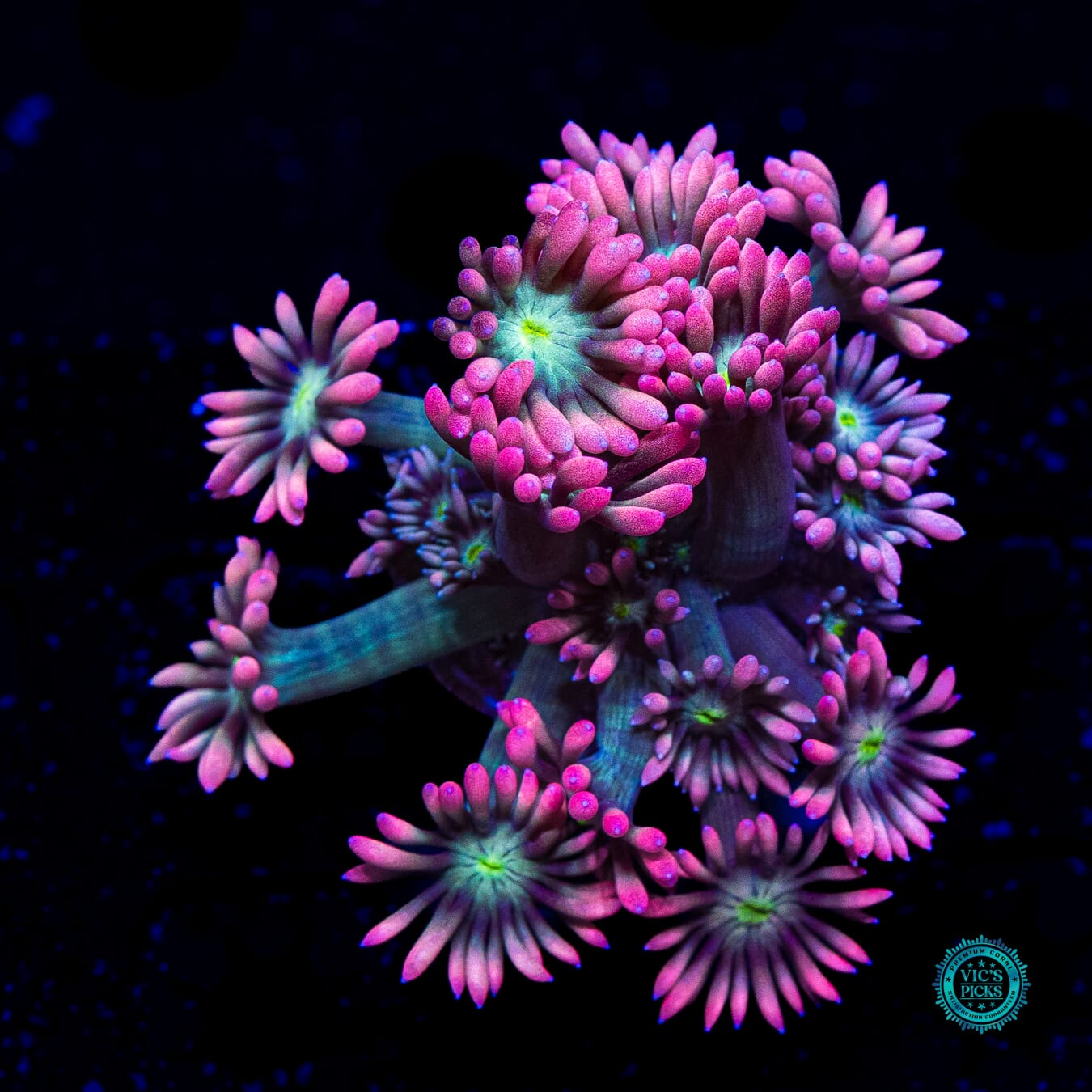 WWC Bay Watch Goniopora - Actinic Photo
