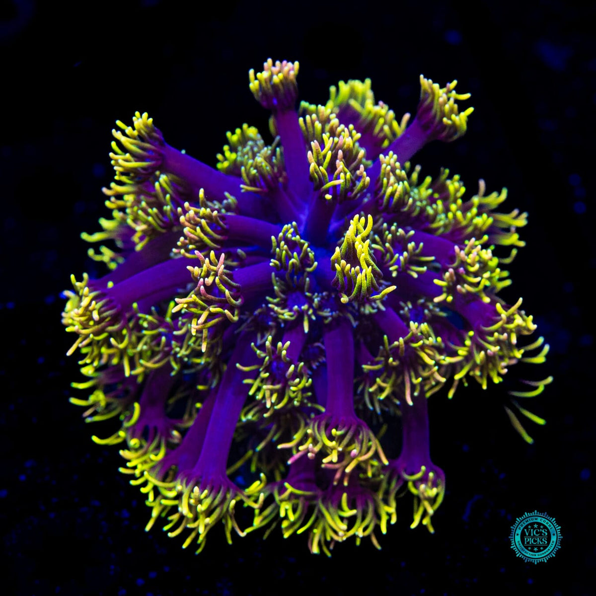 WWC Sunflower Goniopora - Actinic Photo