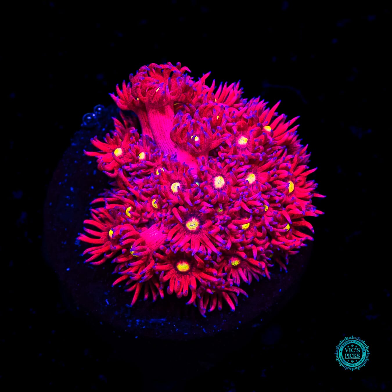 WWC Raspberry Bonkerz Goniopora - Actinic Photo