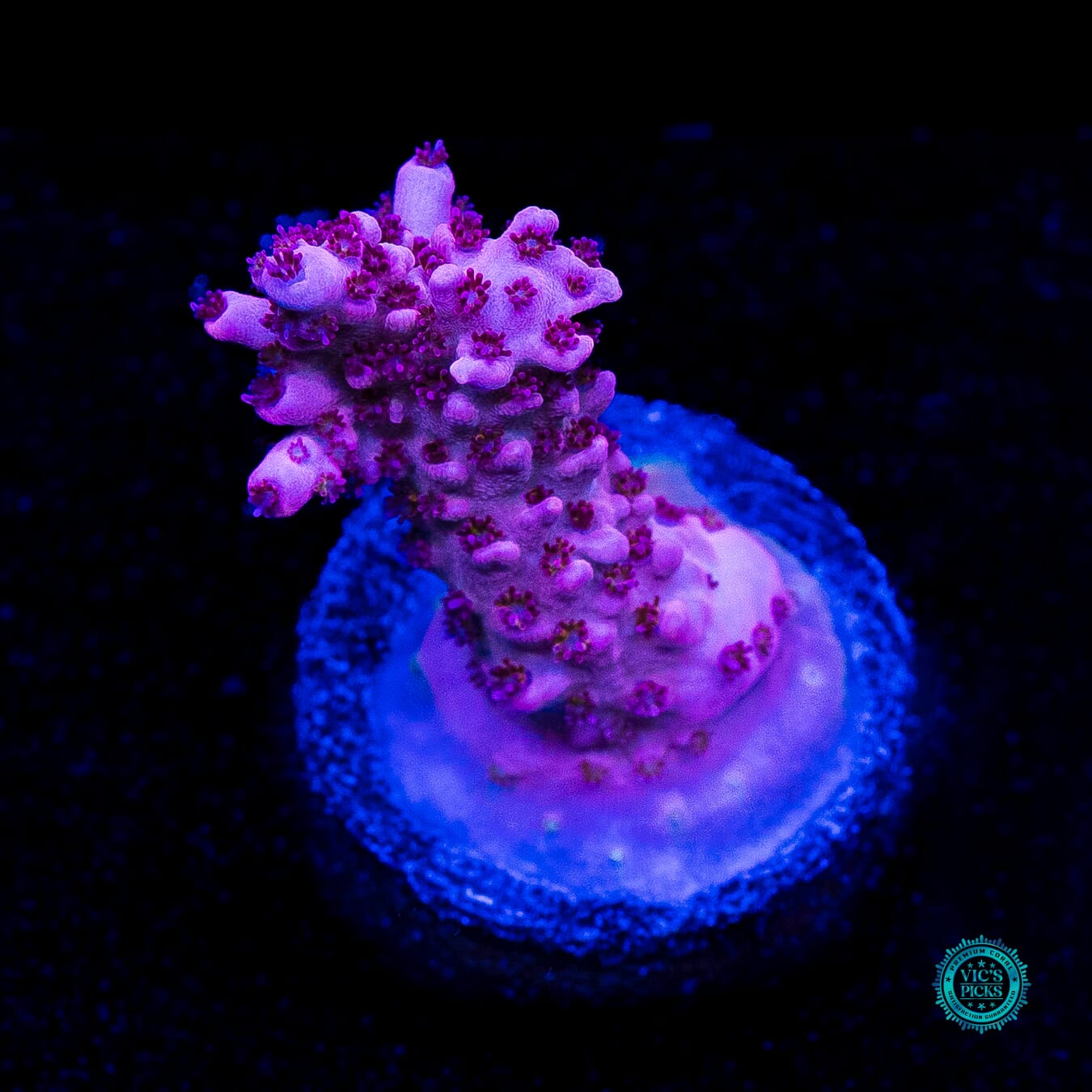 WWC French Tickler Acropora - Actinic Photo