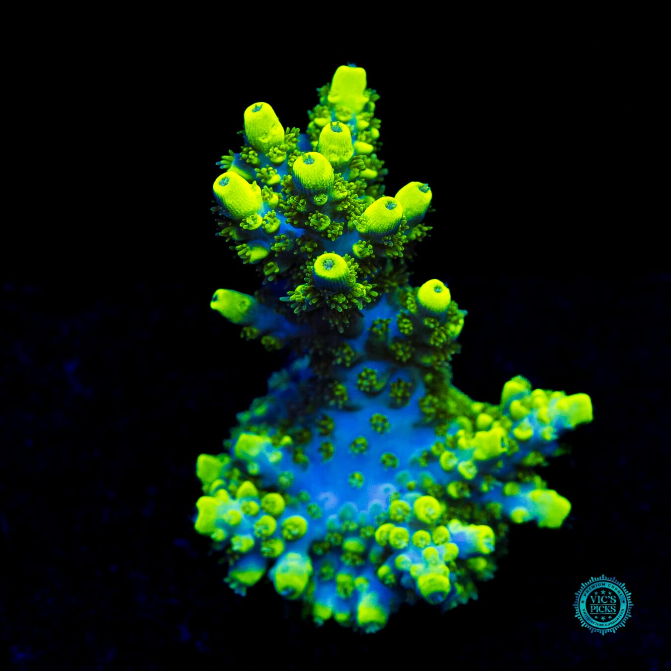 WWC Shark Attack Acropora - Actinic Photo