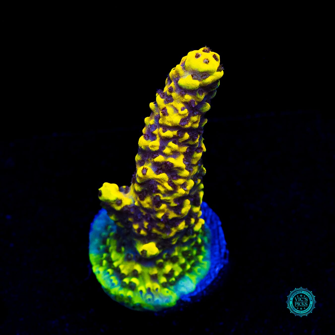 WWC Yellow Fever Acropora - Actinic Photo