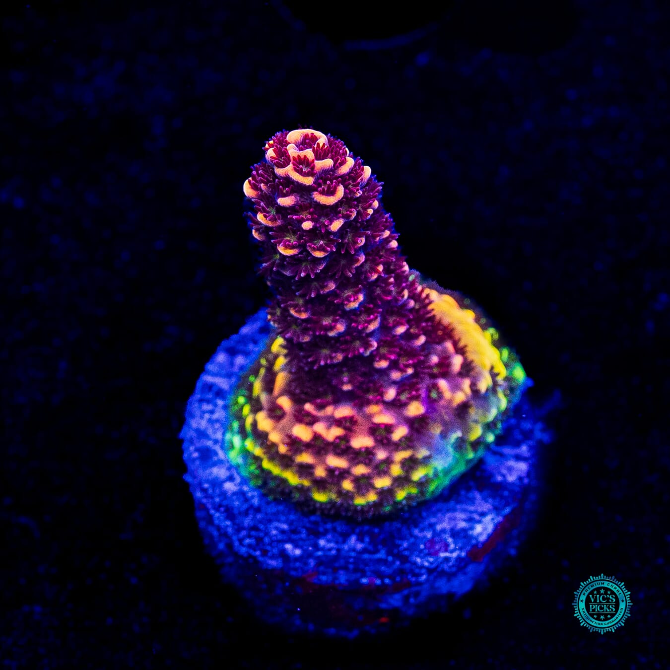 Sweet N' Sour Acropora - Actinic Photo