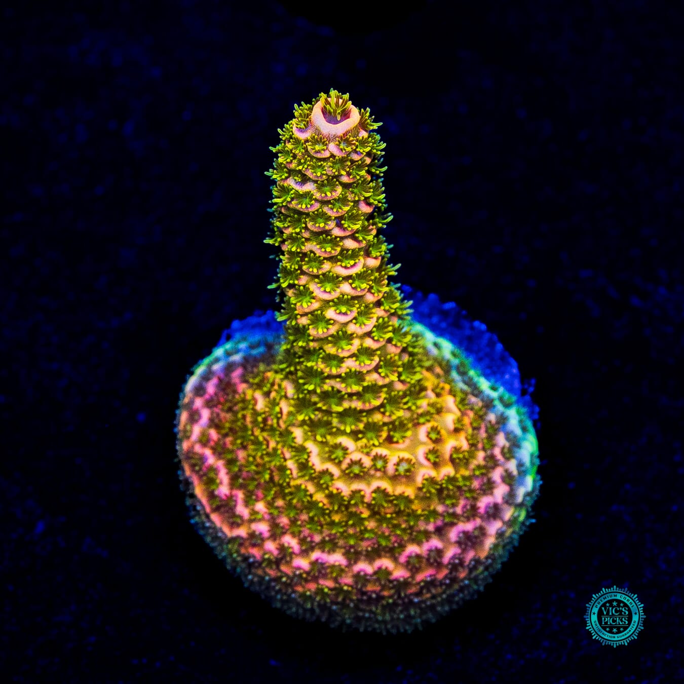 WWC Kentucky Jesus Mille Acropora - Actinic Photo