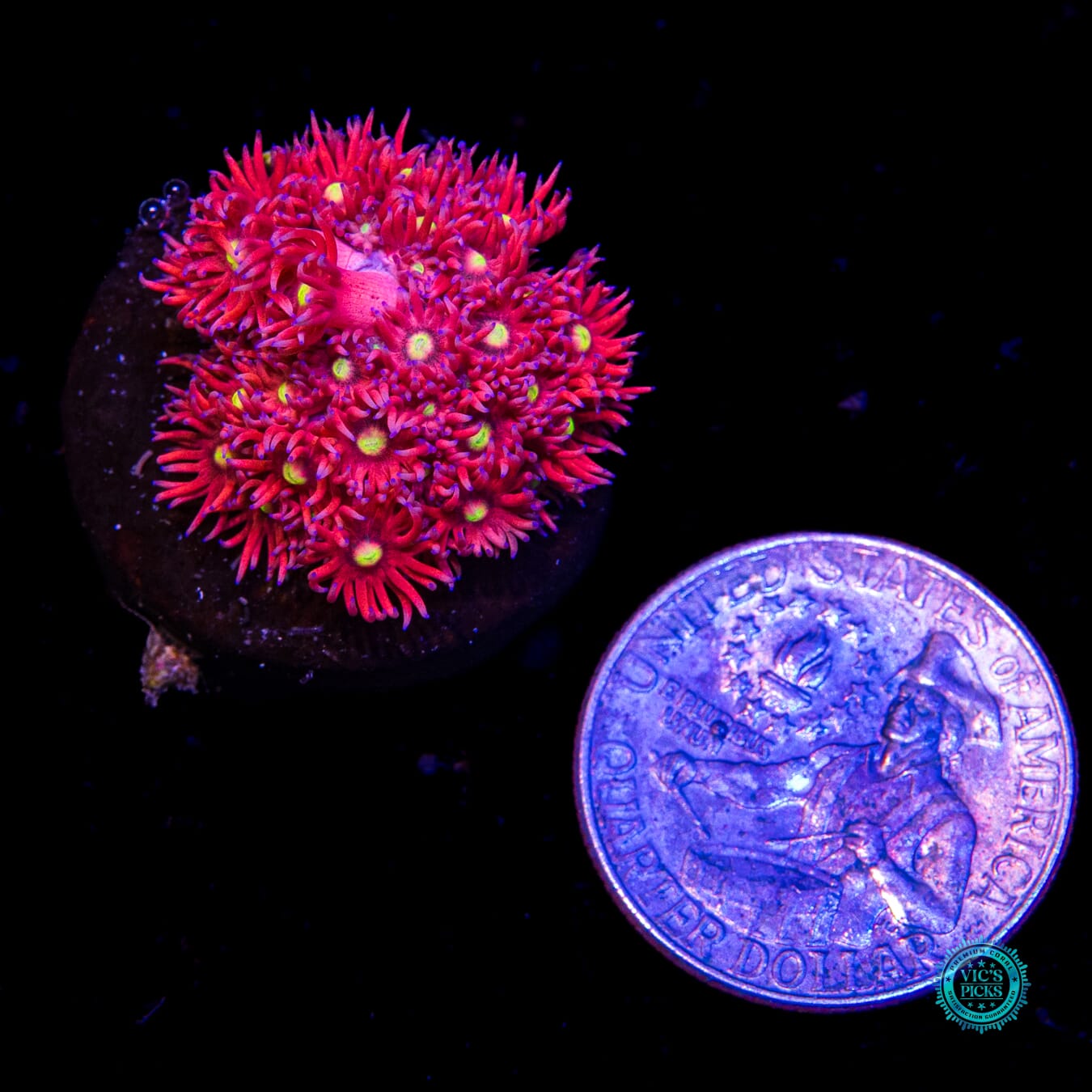 WWC Raspberry Bonkerz Goniopora - Daylight Photo